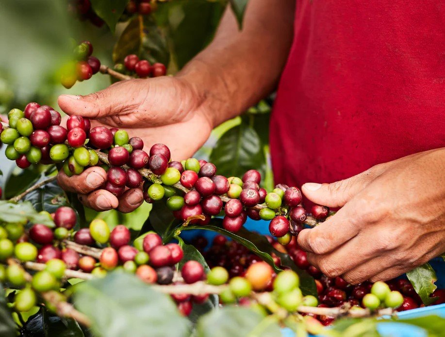 Honduras Farmers hand holding a branch of ripe coffee cherries